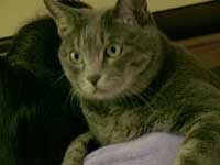 PO03CUS　猫カメオのバッグチャーム