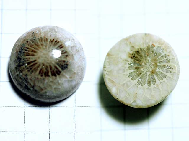 ST167TK　コーラルアゲート　１５．５ｍｍ　ラウンド 